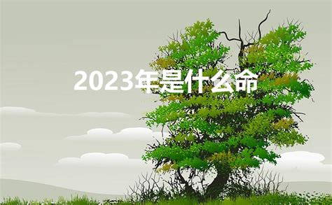 2023年是什么命